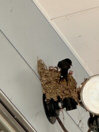 ツバメさんすくすく育っています！！